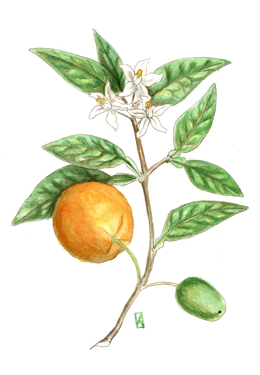 Pomarańcza