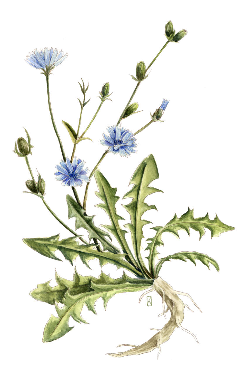 Cykoria