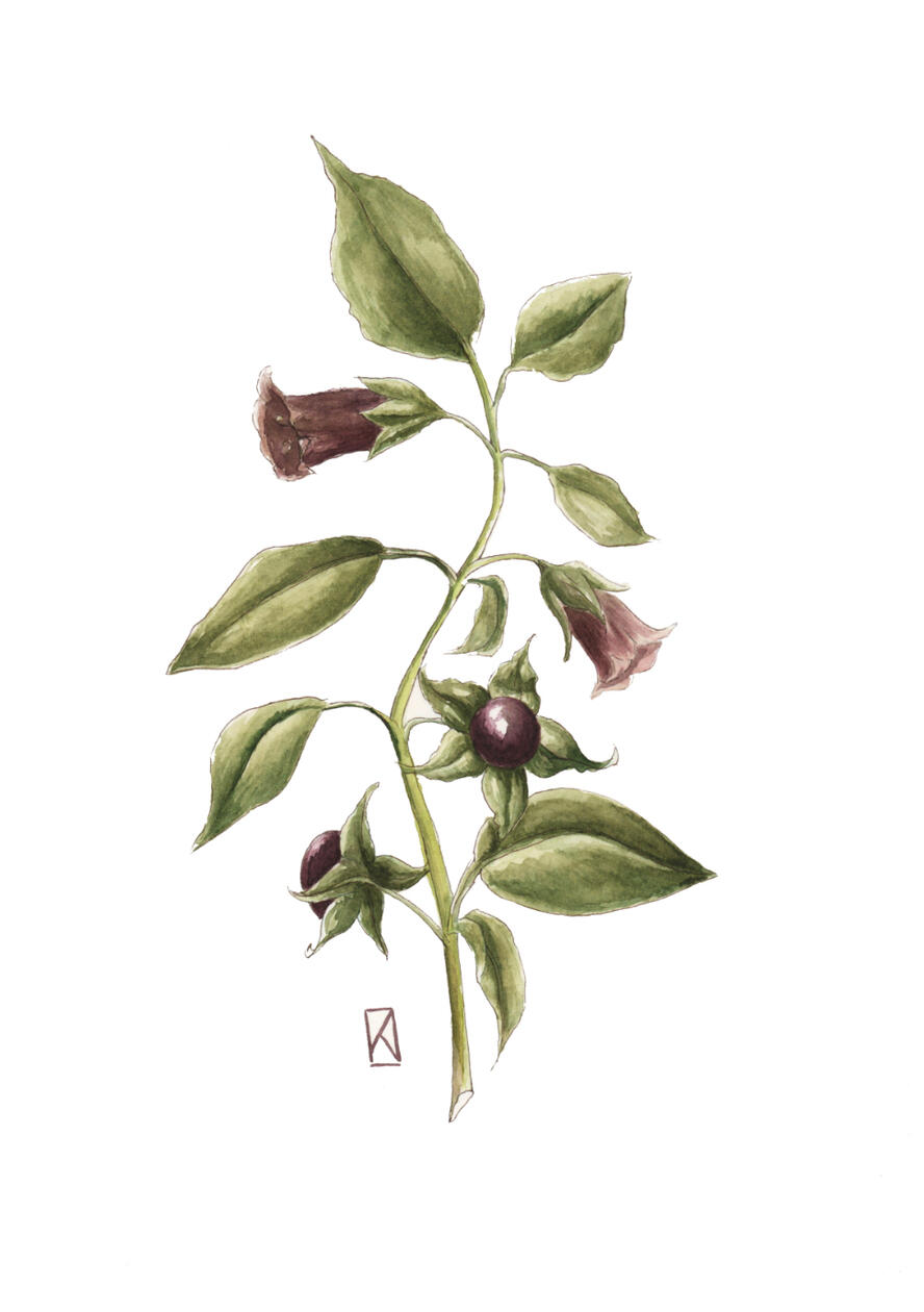 Belladonna