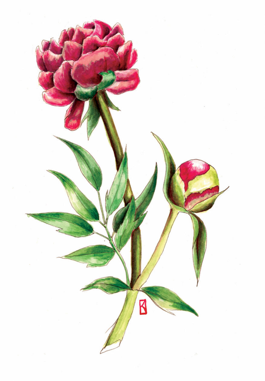 Piwonia