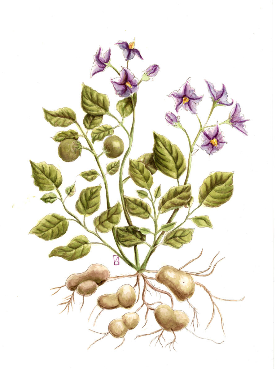 Ziemniak