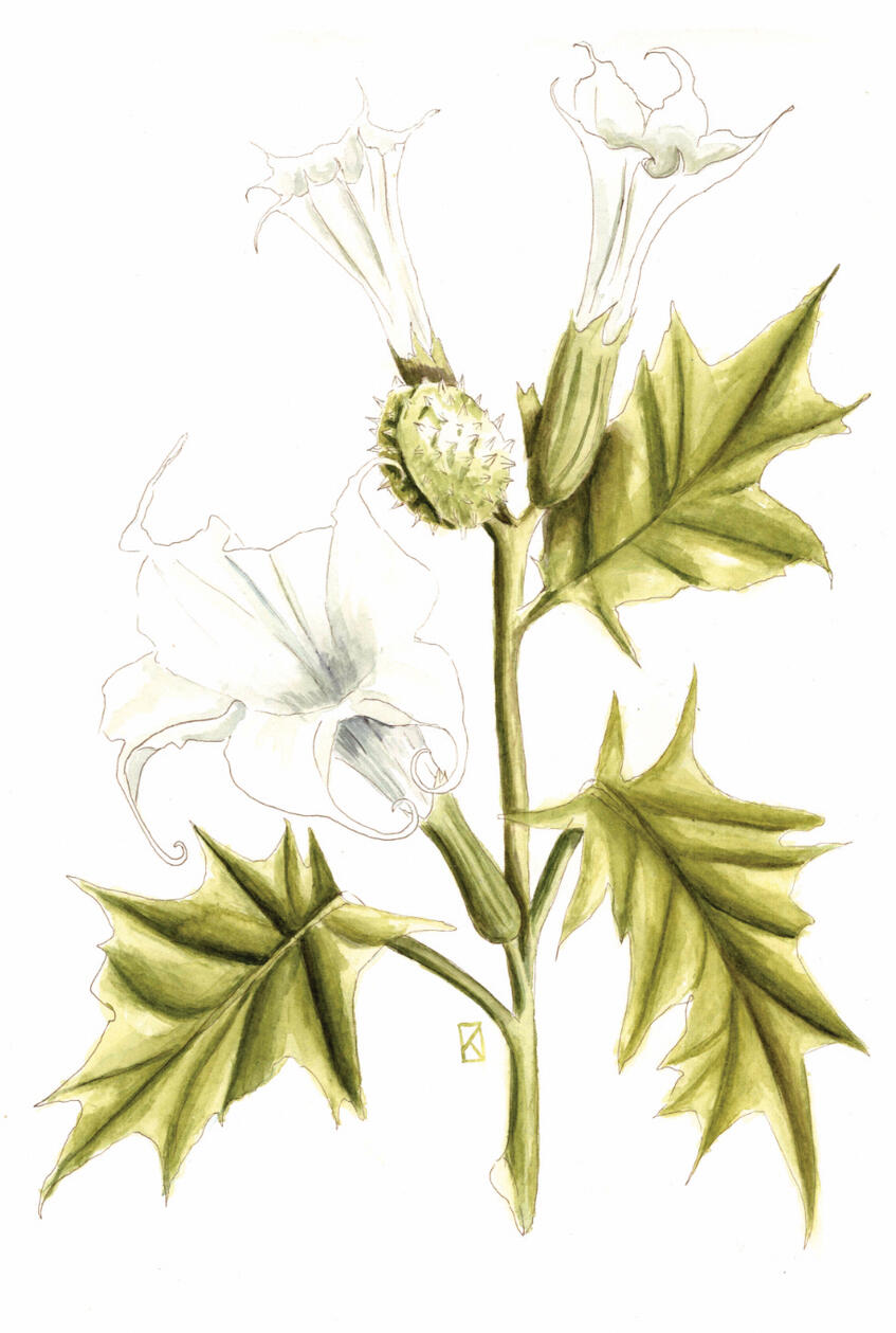 Datura