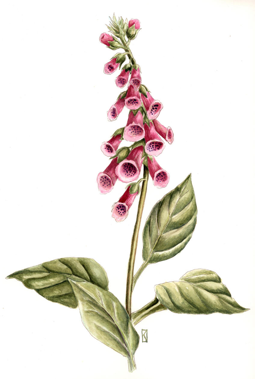 Naparstnica